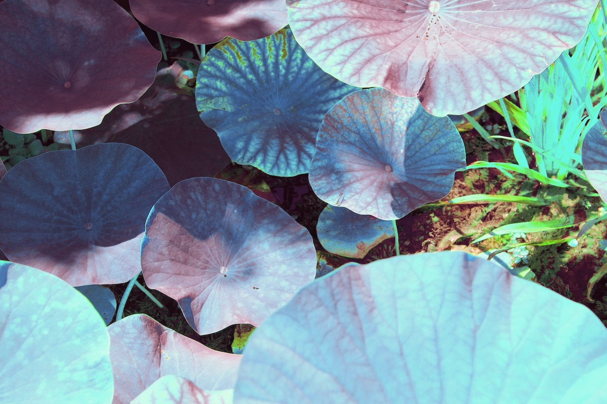 jardin II